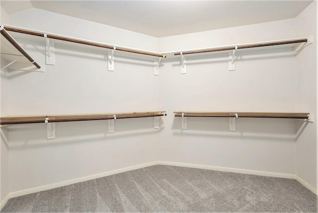 spacious closet featuring carpet