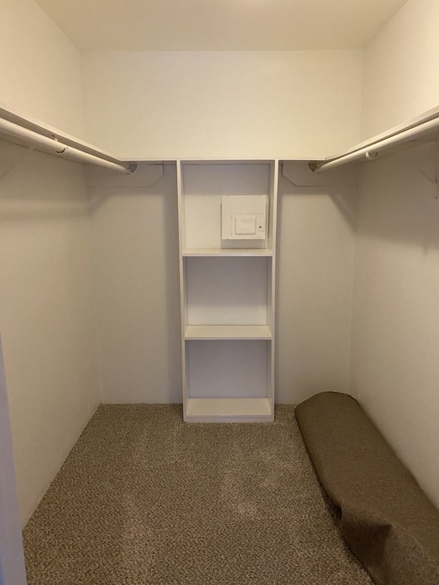 walk in closet featuring carpet floors