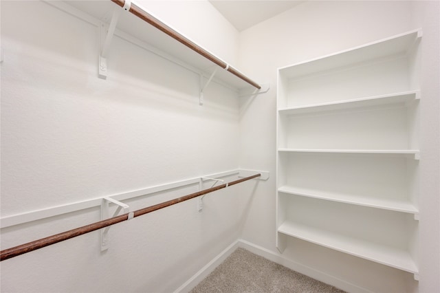 spacious closet featuring carpet