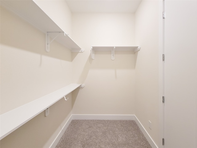 spacious closet featuring carpet