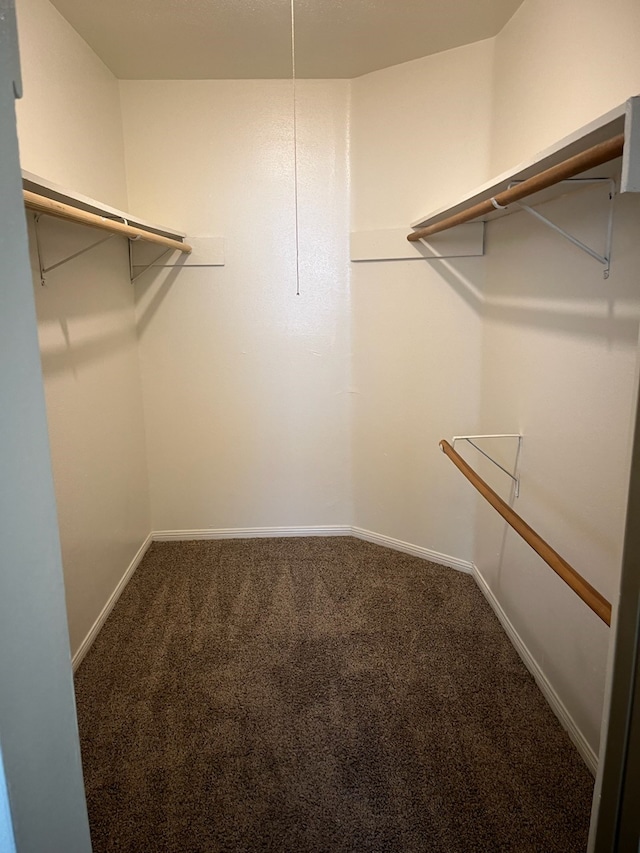 spacious closet featuring carpet floors