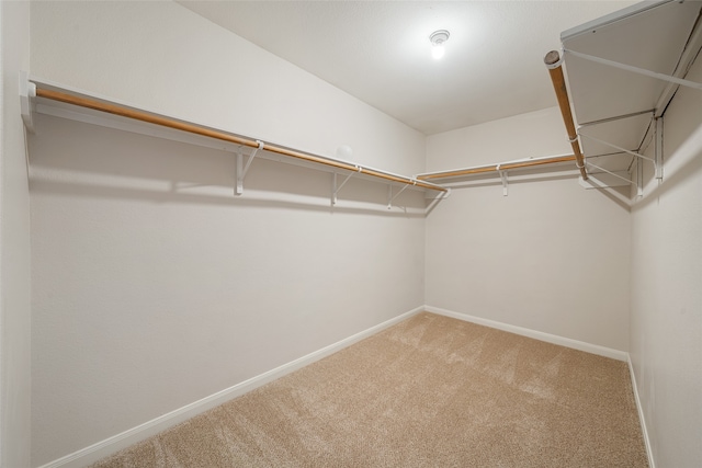 walk in closet featuring carpet flooring