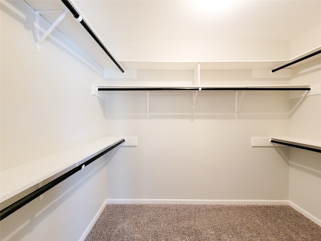 spacious closet featuring carpet