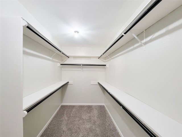 spacious closet featuring carpet