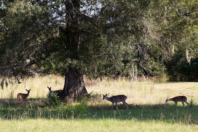 view of local wilderness