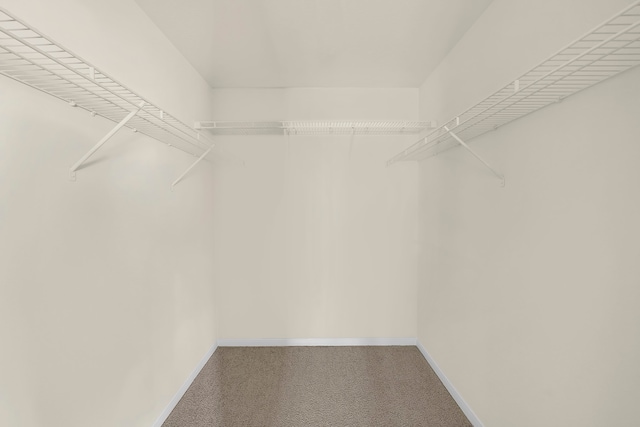 spacious closet featuring carpet flooring