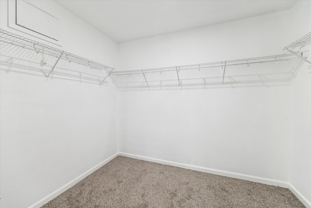 spacious closet featuring carpet