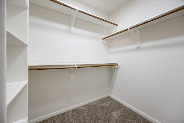 walk in closet with carpet floors