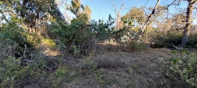 26573 Fawn Dr, Hempstead, TX 77445 - view of local wilderness