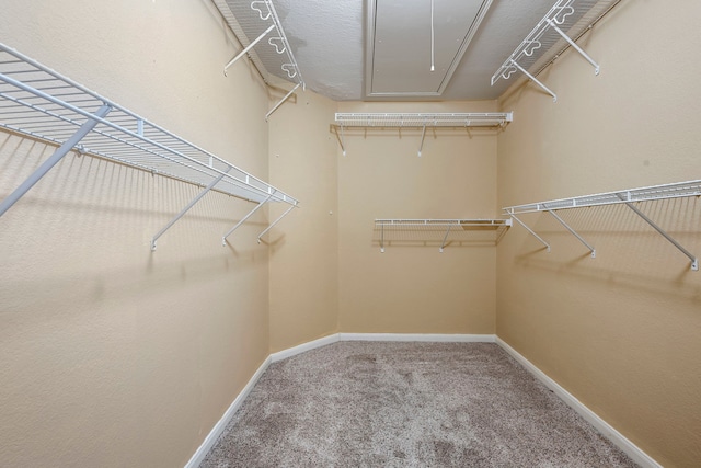 walk in closet with carpet flooring