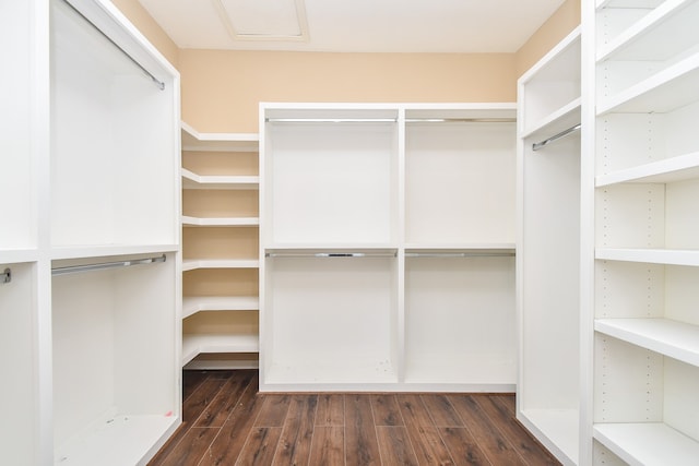 spacious closet featuring dark wood-type flooring