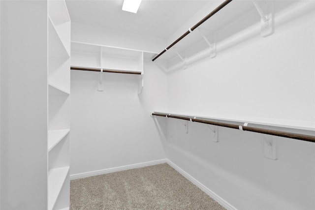 walk in closet with carpet floors