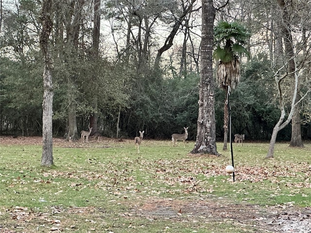 view of local wilderness