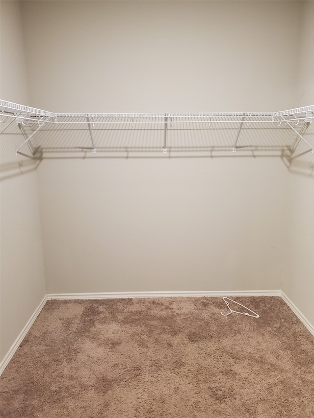 spacious closet featuring carpet flooring