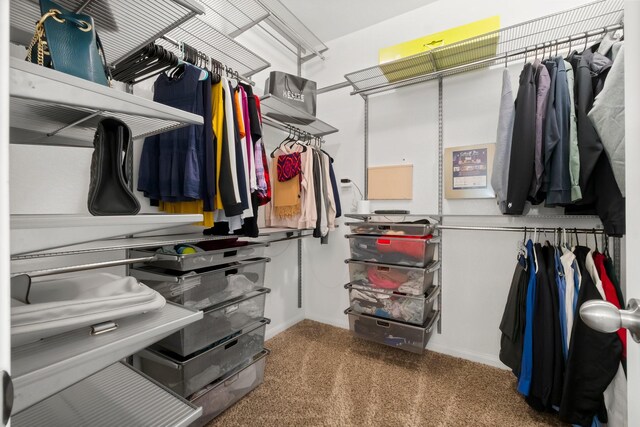 spacious closet featuring carpet flooring