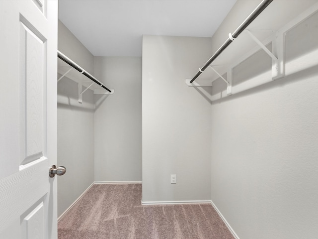 spacious closet featuring carpet flooring