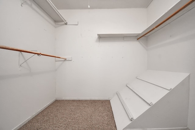 spacious closet featuring carpet floors