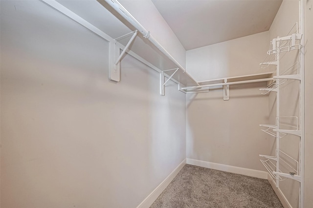 spacious closet featuring carpet