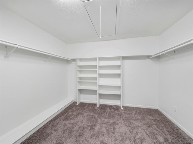 spacious closet featuring carpet