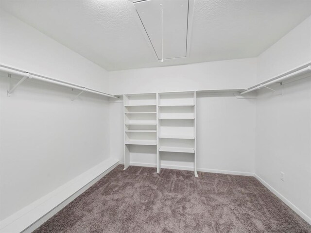 walk in closet with carpet flooring and attic access