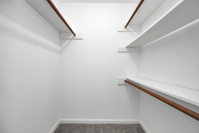 spacious closet featuring carpet floors