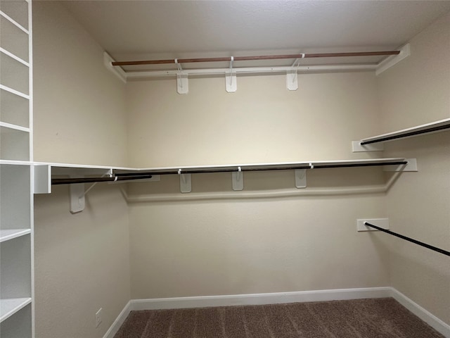 spacious closet featuring carpet flooring