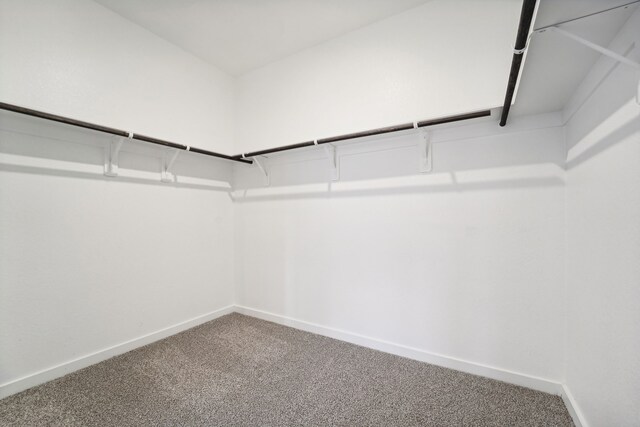 walk in closet featuring carpet floors