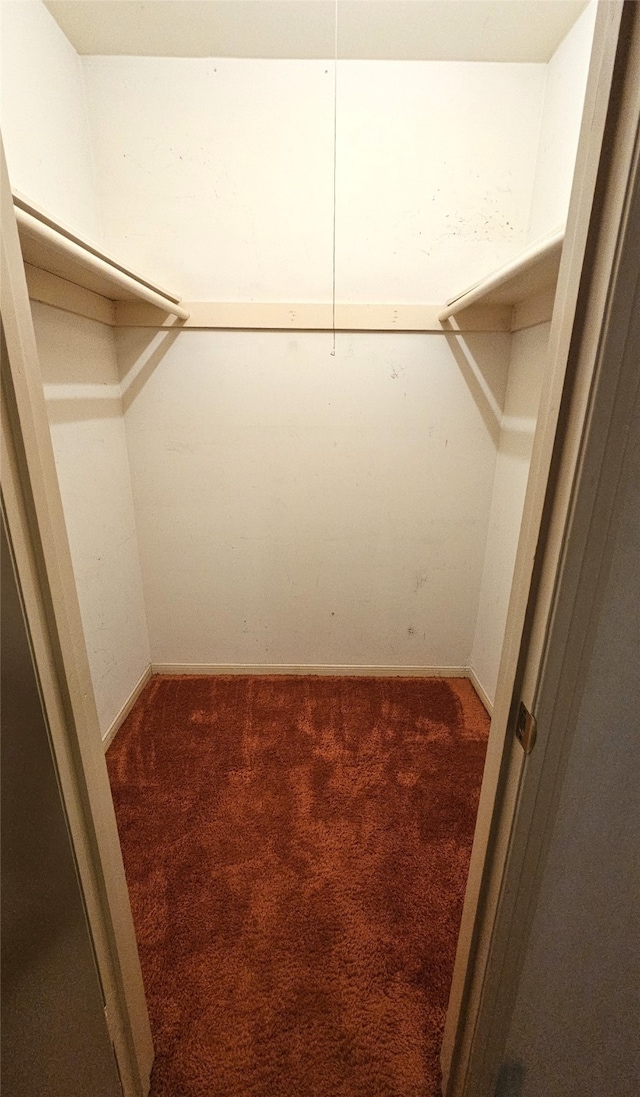 walk in closet with carpet flooring