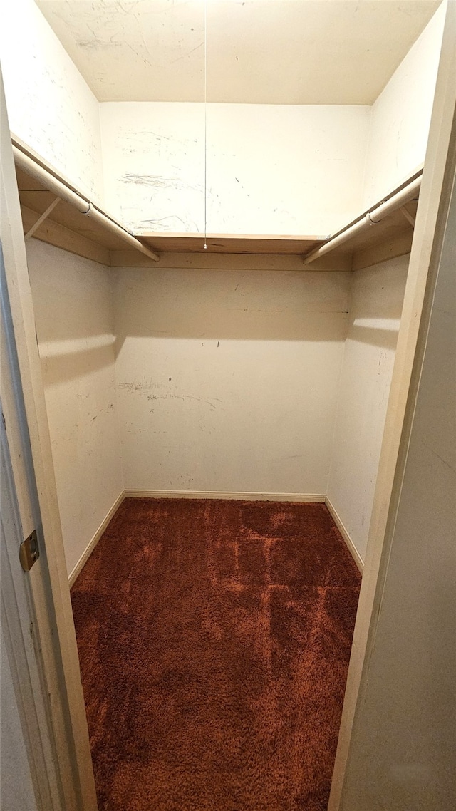 walk in closet featuring carpet