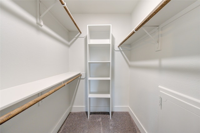 spacious closet featuring carpet