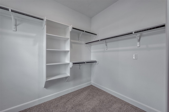 spacious closet featuring carpet flooring