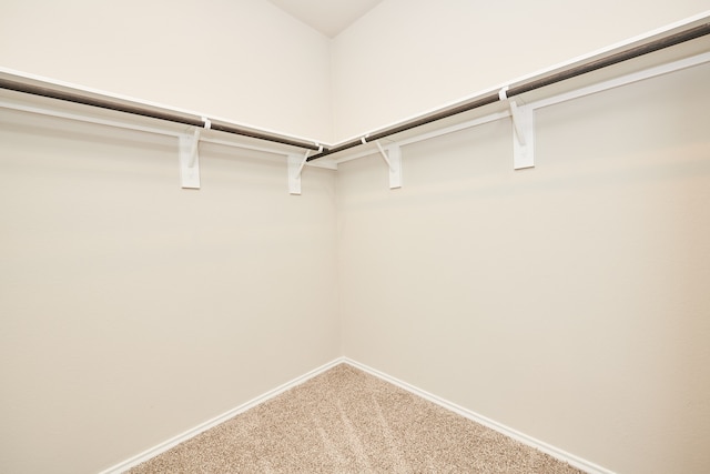 spacious closet featuring carpet floors