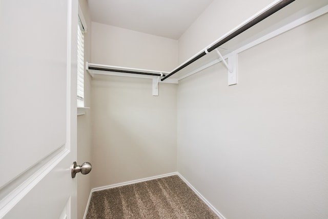 walk in closet with carpet flooring