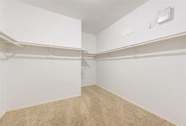 spacious closet featuring carpet flooring