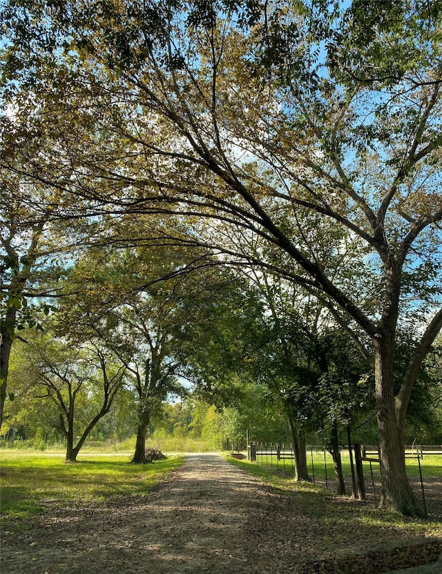 view of local wilderness