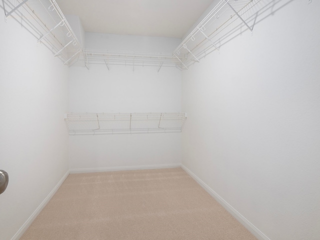 walk in closet featuring carpet flooring