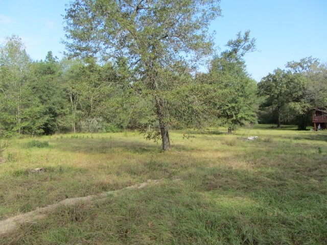 view of local wilderness