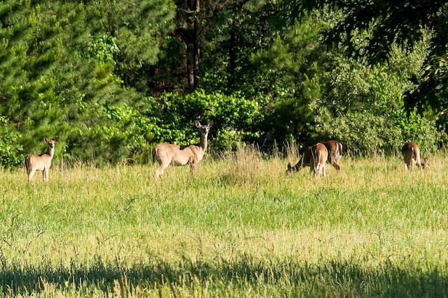 Listing photo 3 for TBD1 County Rd 3271, Mount Enterprise TX 75681