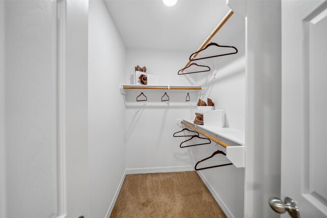 walk in closet with carpet floors