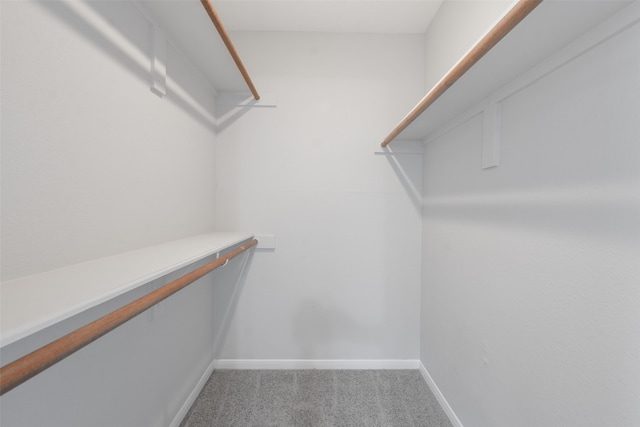 spacious closet featuring carpet