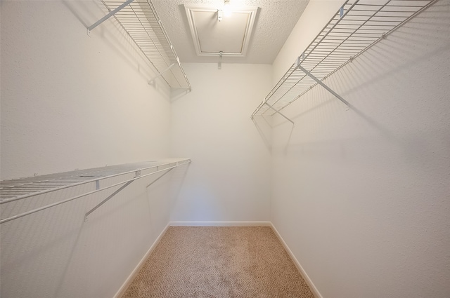 walk in closet featuring carpet flooring