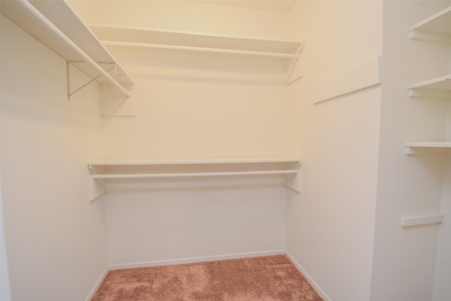 walk in closet with carpet flooring