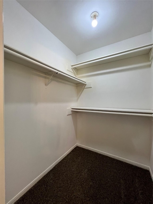 spacious closet featuring carpet flooring