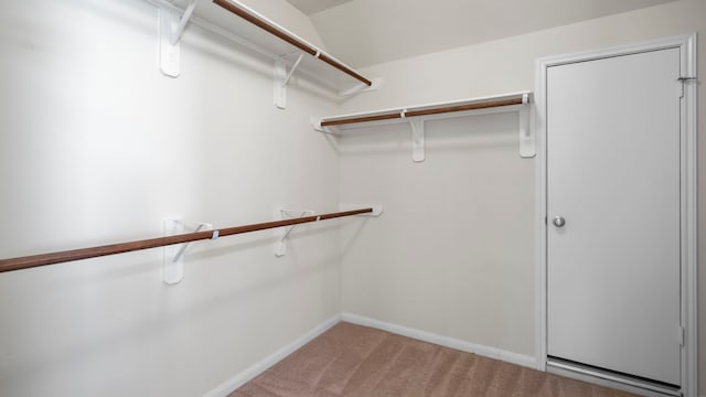 spacious closet featuring carpet floors