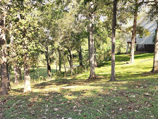 view of local wilderness