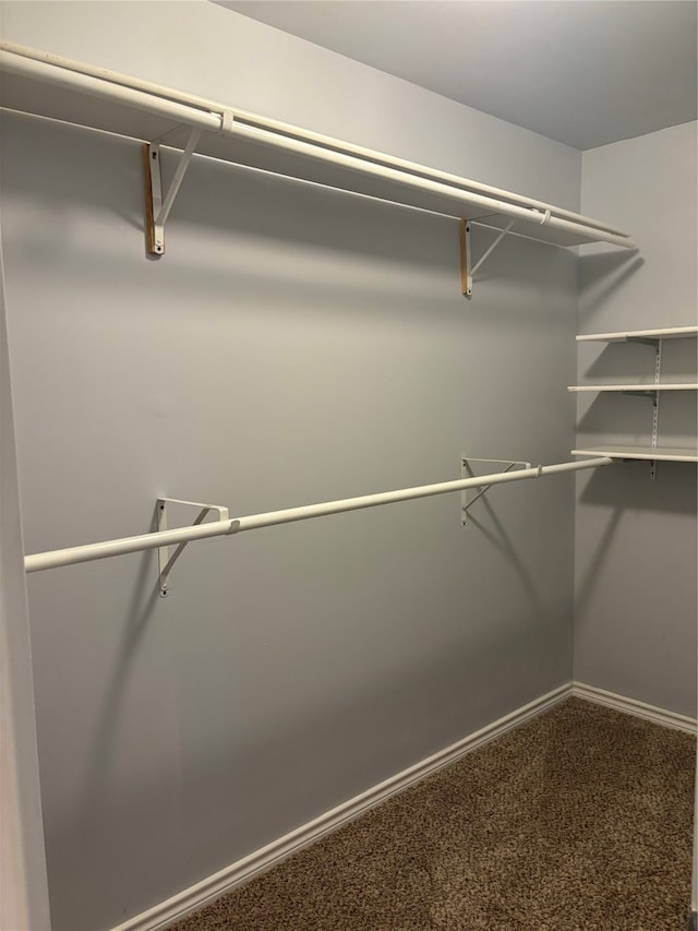 walk in closet featuring carpet flooring