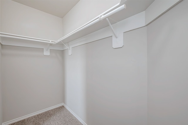 spacious closet featuring carpet