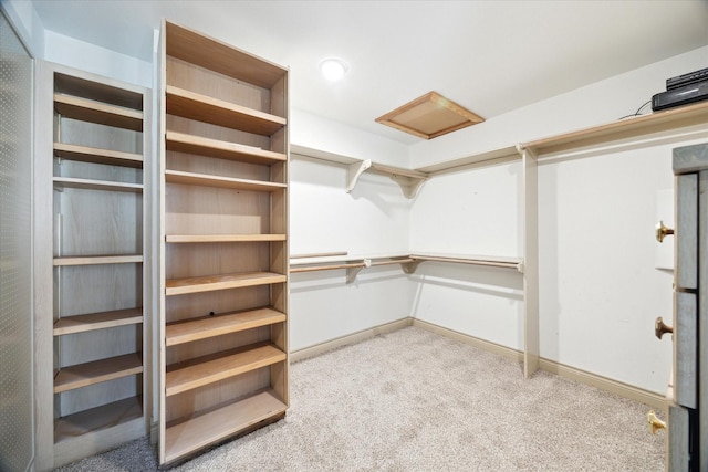 walk in closet with attic access and carpet flooring