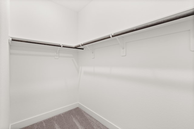 spacious closet featuring carpet floors