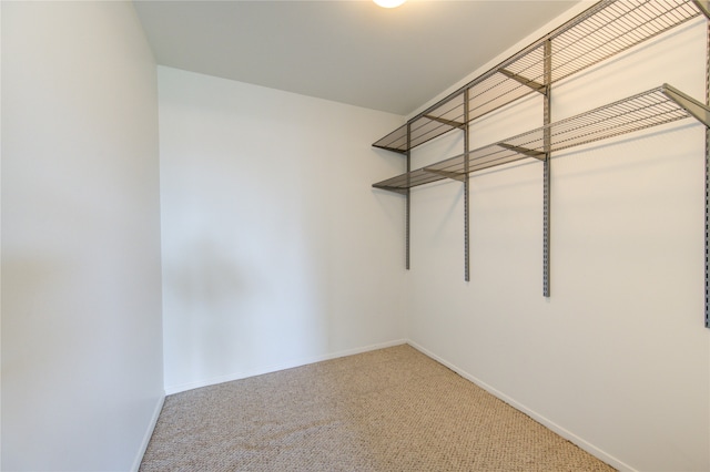 walk in closet featuring carpet floors